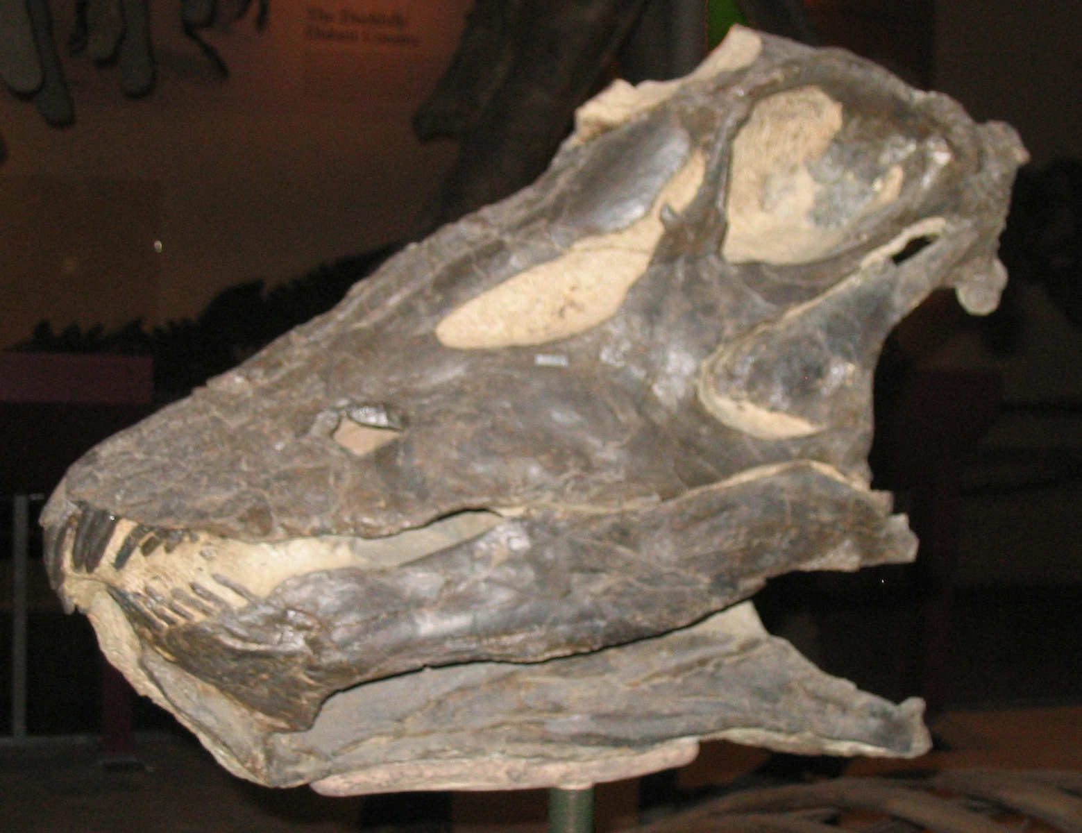 Teruel revela el primer diplodocus conocido fuera de Norteamérica